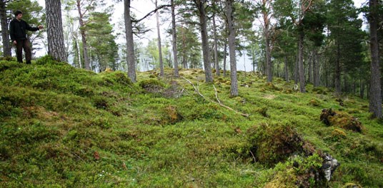 Døme på overbeiting forårsaka av hjort. Foto: John Hauger, Møre og Romsdal fylke.