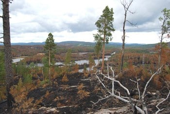 Etter skogbrannen. Foto: Jens Arild Kroken