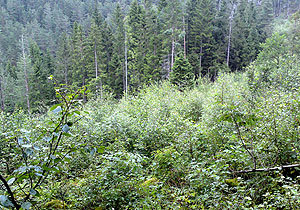 Forsømt hogstfelt