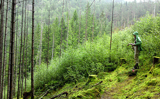 Forsømt hogstfelt