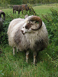 Gammalnorsk spælsau.