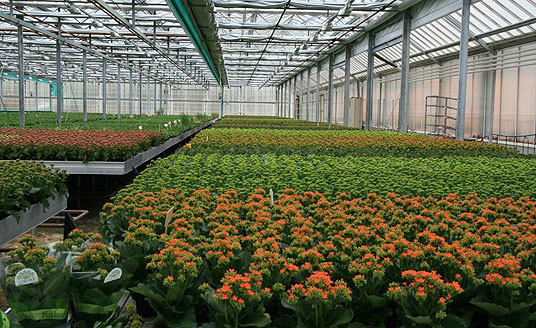 Blomstergartneri
