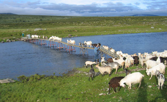 Geiteflokk i Einunnadalen. Foto: Karine Træthaug