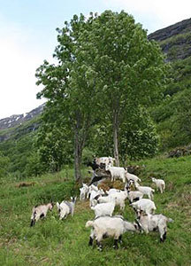 Geiter på Homlong i Geiranger, Verdensarvorådet