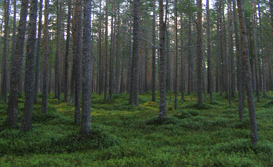 Fylkesnytt: God furubonitet Skillemo i Alta.