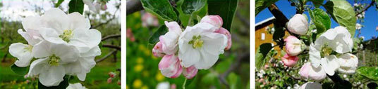 Gravensteinblomstring. Foto: E. Kolsrud