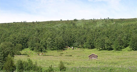 Beiteområde nedenfor Kletten i Vingelen gro igjen, Tolga kommune. Foto: Karoline Finstad Vold