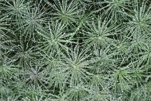 Brett med furuplanter klare til utplanting. Foto: Tore Holaker