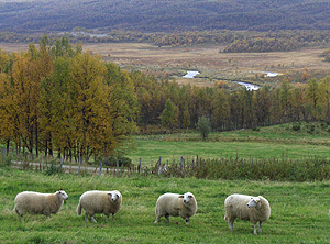 Fra Nygårdsvollen utover mot Tverrelva i Vangrøftdalen. Foto: Katoline Finstad Vold