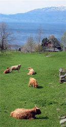 Herad i Hordaland. Foto: Svein Pette Kveim