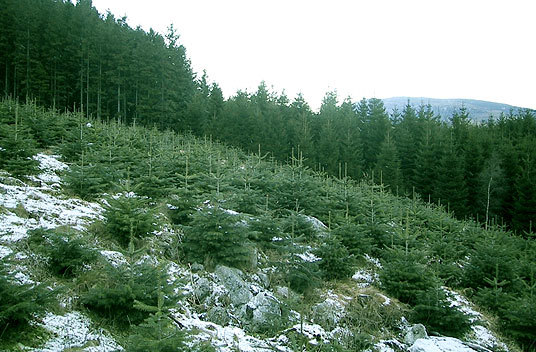 Fylkesnytt: Juletrefelt
