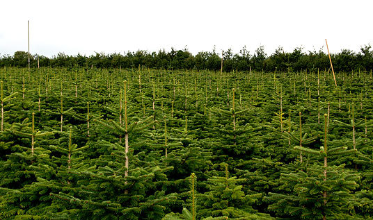 Juletrefelt, Sola