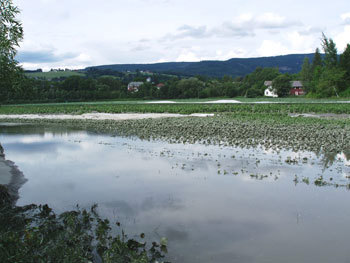 Kålplanter under flommen i Lier, juli 2007. Foto: Ø. Haugerud