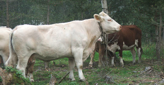 Kjøttfe på skogsbeite. Foto: Fylkesmannen i Buskerud