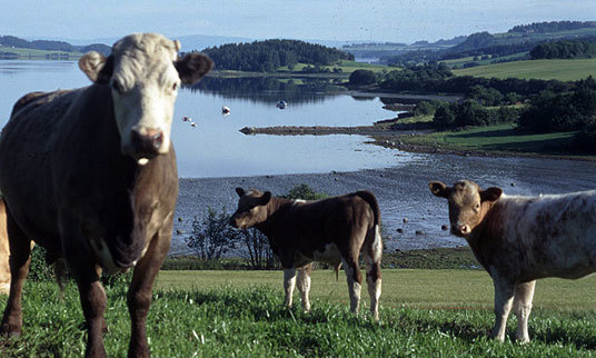 Kveg ved Børgin. Foto: Eva Hedegart.
