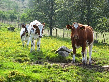Kyr på beite - prosjenk landskap i drift. Foto: Victor Jensen, FMLA Hordaland