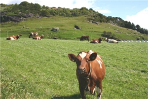 Kyr på sommerbeite. Foto: FM i Rogaland