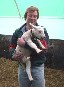 Lam utstyrt med dødelighetssender. Foto: Fylkesmannen i Buskerud.