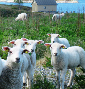 Lam på beite i nasjonalt viktig kulturlandskap i Hustadvika, Fræna kommune. Foto: Geir Moen, Fiskarbonden sin arv