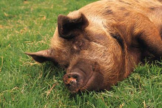 Fylkesnytt: Lykkelig gris. Foto: Fylkesmannen i Østfold.