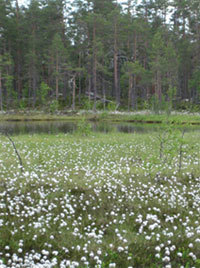 Myrull. Foto: FM i Oppland