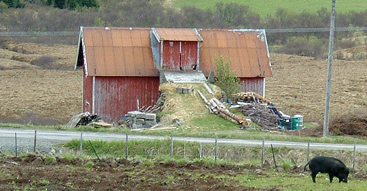 Gammelt fjøs. Foto: FM i Nordland