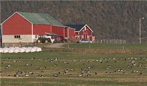 Hvitkinngås i Vesterålen. Foto: Ingunn Tombre