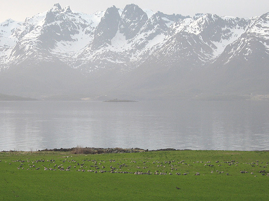 Kortnebbgås i Vesterålen. Foto: Ingunn Tombre