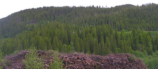 Skog og klima. Foto: Sonja Klotz