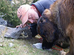 Hund finner kadaver. Foto: Sidsel Røhnebæk