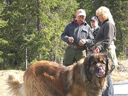 Hundekurs. Foto: Sidsel Røhnebæk