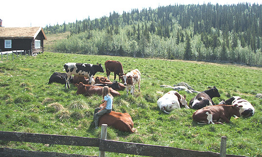 Kosestund med kua. Foto: Christel Røsten