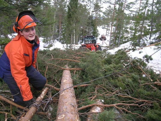 Utkjøring av tømmer.  Foto: Rune Aae