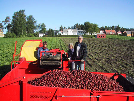 Potetopptaking i Reddal i Grimstad. Foto: Kristen Udjus