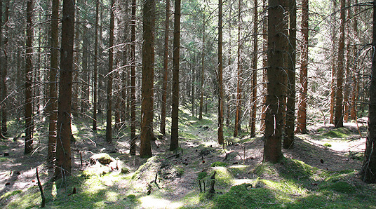 Granfelt i Sandnes. Foto: Lars Slåttå