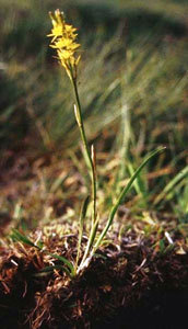 Romeplante i blomst. Foto: Veterinaerinstituttet