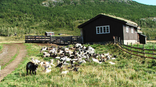 Seterlandskap i Hydalen. Foto: P.M. Skollerud.