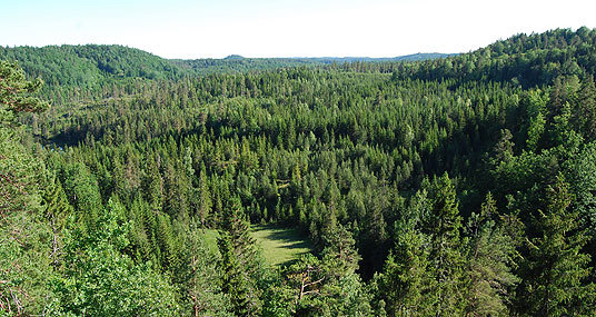 Granskog