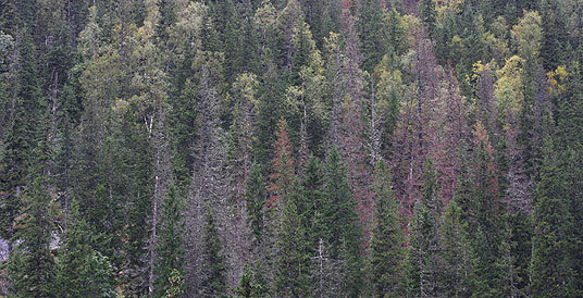 Fylkesnytt: Skog angrepet av granbarkbille
