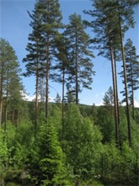 Skog. Foto: FM i Oppland