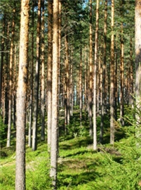 Fylkesnytt: Skog. Foto: Torfinn Kringlebotn