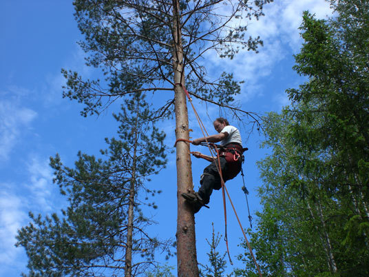 Skog og rehabilitering.