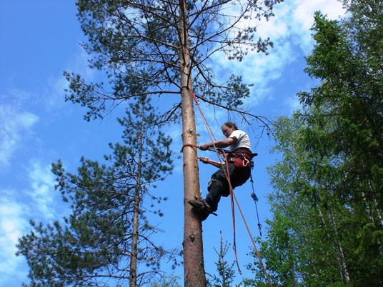 Fylkesnytt: Aktiviteter i skog. Foto: Hans Neskværn