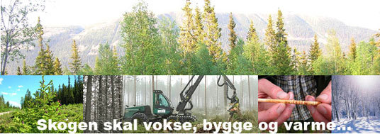 Skogbilder