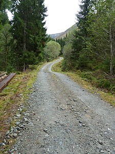 Skogsveg i Davik i Bremanger kommune