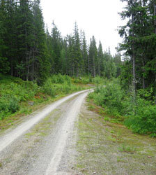 Utmark: Skogsbilvei