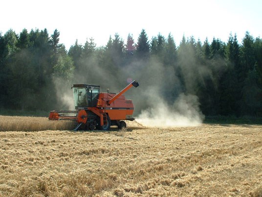 Foto: tresking av korn. Foto: Fylkesmannen i Hedmark.