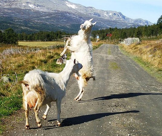 Valdresbukken frå Grunke