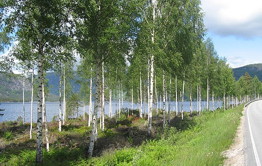 Eksempel på god landskapseffekt av ryddeprosjekt langs RV-9 ved Byglandsfjorden.