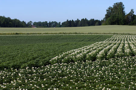 Potetåker. Foto: Bioforsk